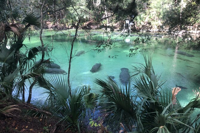 Small Group Manatee Discovery Kayak Tour near Orlando - Key Points