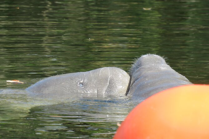 Small Group Manatee Discovery Kayak Tour near Orlando - Why This Tour Stands Out