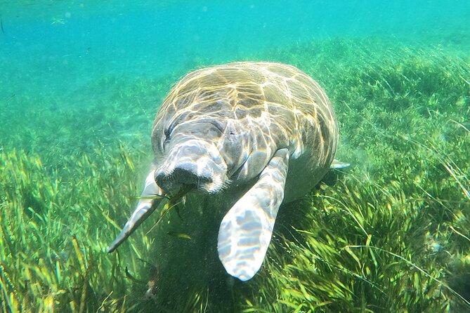 Small Group Manatee Snorkel Tour with In-Water Guide and Photographer - Conservation and Ethical Guidelines