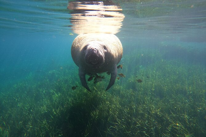 Small Group Manatee Snorkel Tour with In-Water Guide and Photographer - Flexible Cancellation and Weather Considerations