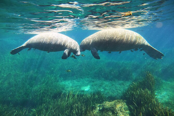 Small Group Manatee Snorkel Tour with In-Water Guide and Photographer - Who Will Appreciate This Tour the Most