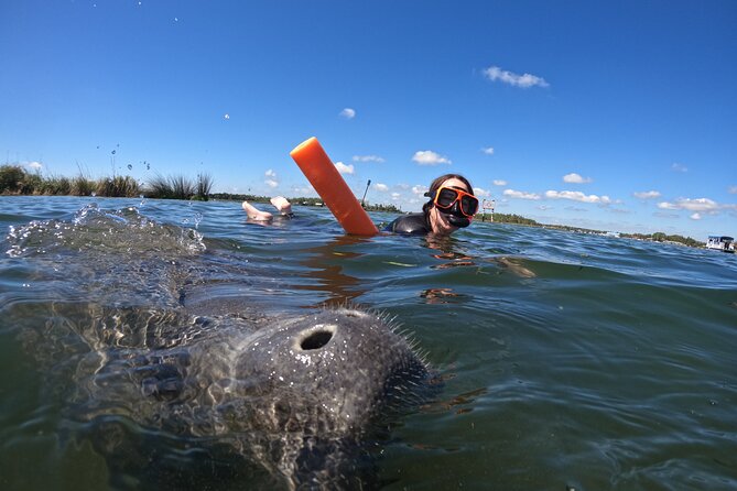 Small Group Manatee Swim Tour With Free Photos - Snorkeling with Manatees in Their Natural Habitat