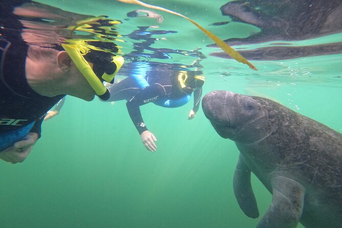 Small Group Manatee Swim Tour With Free Photos - Professional Photos From May to November