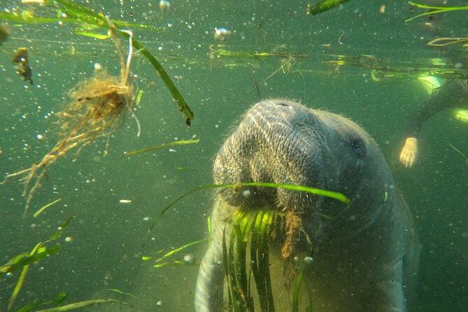 Small Group Manatee Swim Tour With Free Photos - What Is Included in the Tour Package