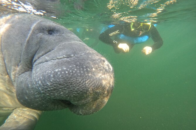 Small Group Manatee Swim Tour With Free Photos - Additional Details and Practical Considerations