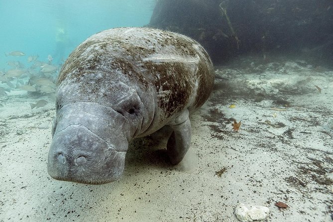 Small group Manatee Tour with In-Water Divemaster/Photographer - Crystal River: The Best Place to Meet Florida’s Gentle Giants