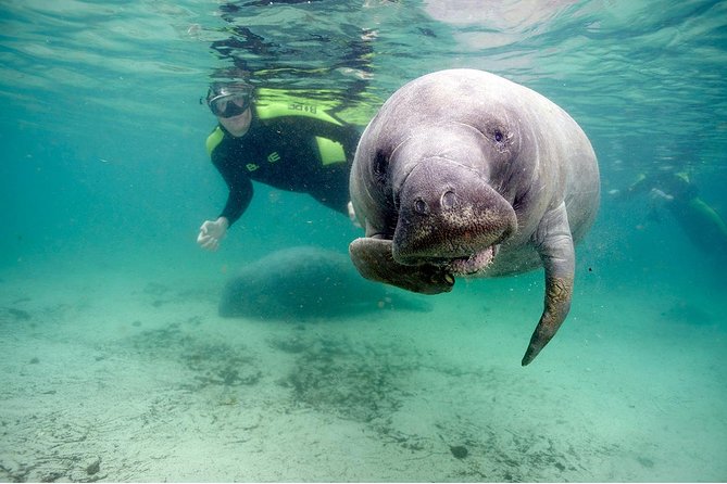 Small group Manatee Tour with In-Water Divemaster/Photographer - Snorkeling Equipment and Wetsuits for Comfort