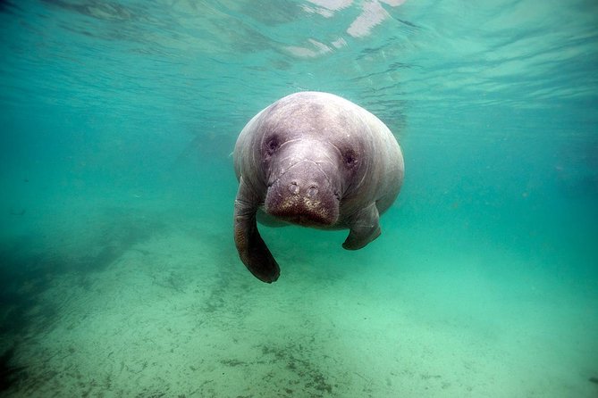 Small group Manatee Tour with In-Water Divemaster/Photographer - The Meeting Point and Logistics