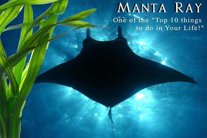 Small-Group Manta Ray Night Snorkel from Kona - The 2-Hour Night Snorkel Adventure Experience