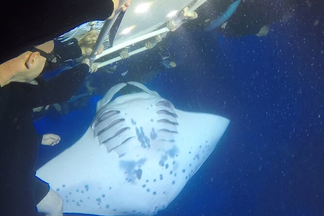 Small-Group Manta Ray Night Snorkel from Kona - Manta Ray Sightings Guarantee and Return Policies
