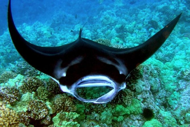 Small-Group Manta Ray Night Snorkel from Kona - Why This Tour Stands Out