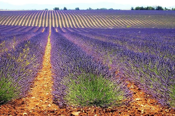 Small Group Marseille Shore Excursion: Lavender Tour - Free Time in Valensole Village