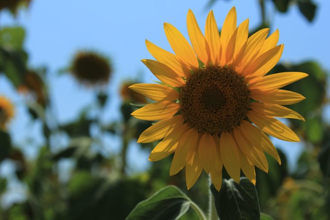 Small Group Marseille Shore Excursion: Lavender Tour - Weather Considerations and Cancellation Policy