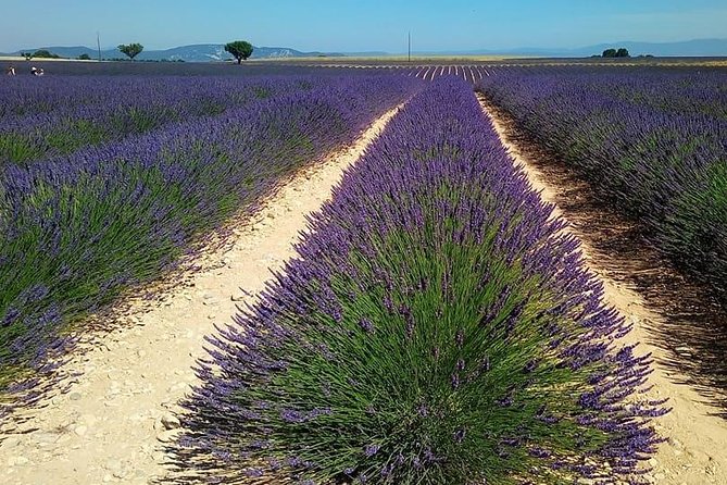Small Group Marseille Shore Excursion: Lavender Tour - Why Choose This Lavender Tour?