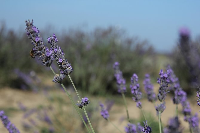 Small Group Marseille Shore Excursion: Lavender Tour - Frequently Asked Questions