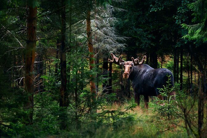 Small-Group Moose Wild Safari from Rovaniemi - Discover the Small-Group Moose Wild Safari from Rovaniemi