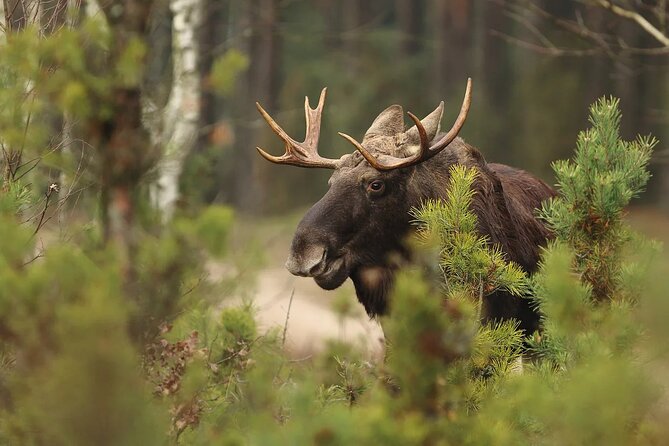 Small-Group Moose Wild Safari from Rovaniemi - Practical Details: Booking, Timing, and Group Size