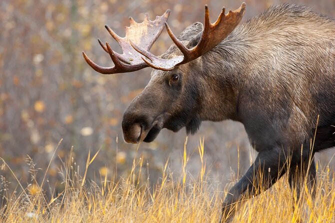 Small-Group Moose Wild Safari from Rovaniemi - How the Guide Enhances the Experience