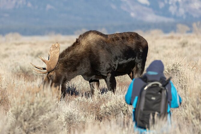 Small-Group Moose Wild Safari from Rovaniemi - The Landscape and Wildlife Encounters