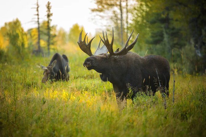 Small-Group Moose Wild Safari from Rovaniemi - Cancellation Policy and Weather Considerations