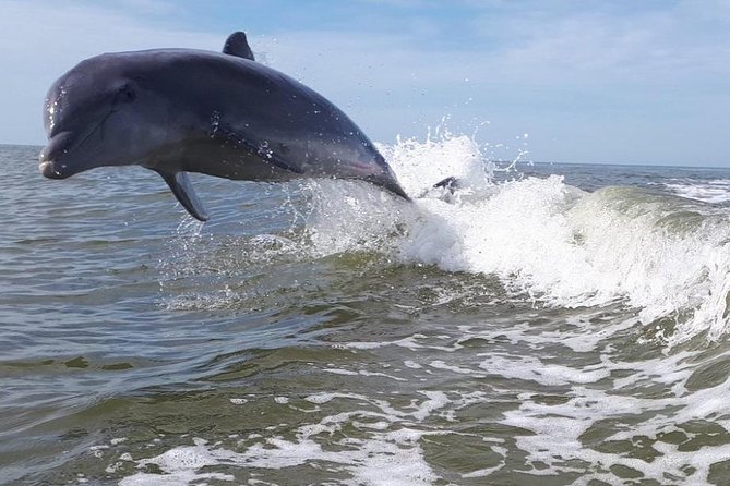 Small Group Motorboat Eco Tour of the Everglades - From the 10,000 Islands to Everglades National Park