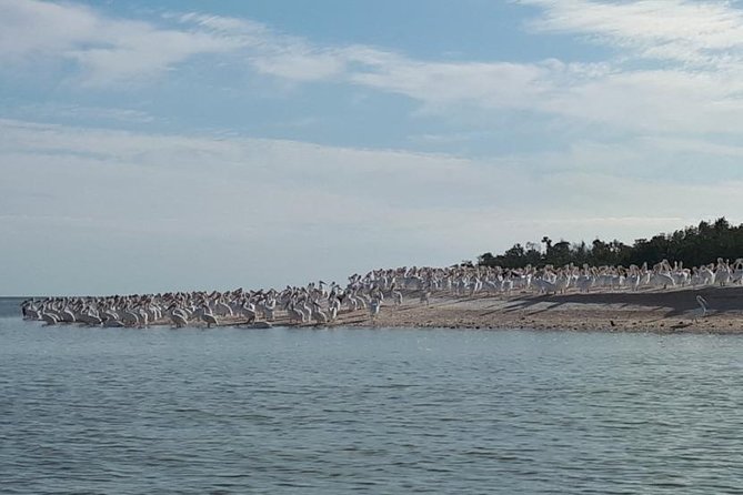 Small Group Motorboat Eco Tour of the Everglades - The Experience with Captain Josh and Captain Jason