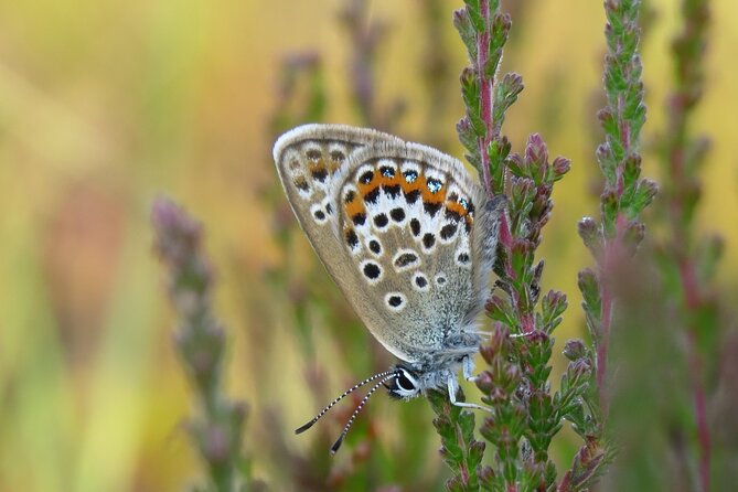 Small-group New Forest Discovery Walk from Lyndhurst - The Historical Significance of the Forest