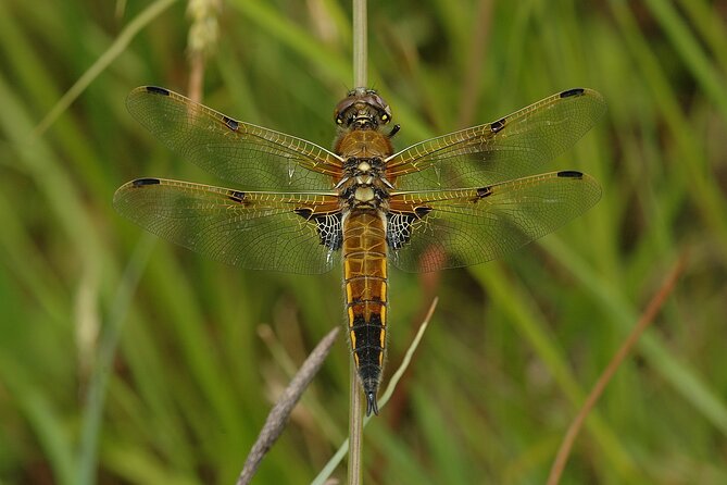 Small-group New Forest Discovery Walk from Lyndhurst - Wildlife and Fungi Spotting Opportunities