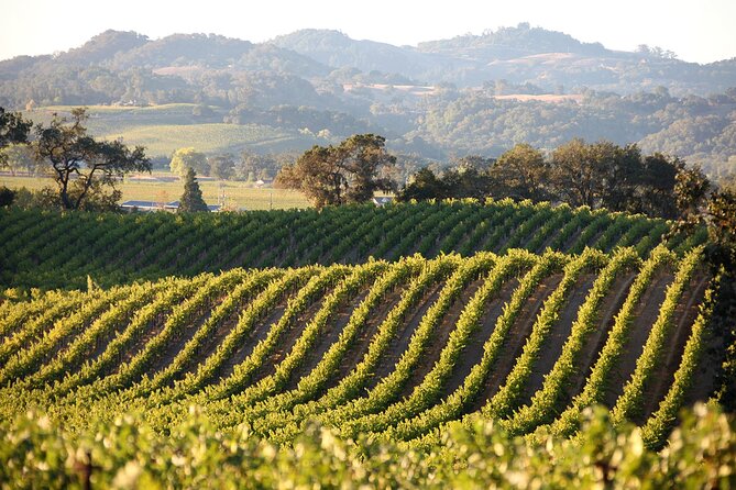 Small Group Olive Oil and Wine Tour with Light Lunch - Key Points