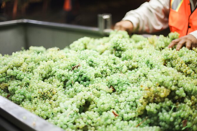 Small Group Olive Oil and Wine Tour with Light Lunch - Tasting and Learning About Crete’s Indigenous Varieties