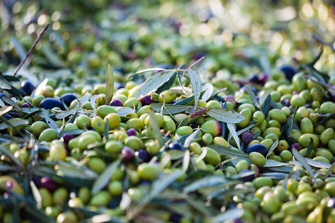 Small Group Olive Oil and Wine Tour with Light Lunch - Practical Details: Transportation, Group Size, and Booking