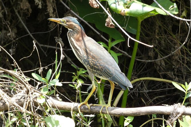 Small Group Scenic Wekiva River Kayak Tour near Orlando - The Wildlife You Can Expect to See