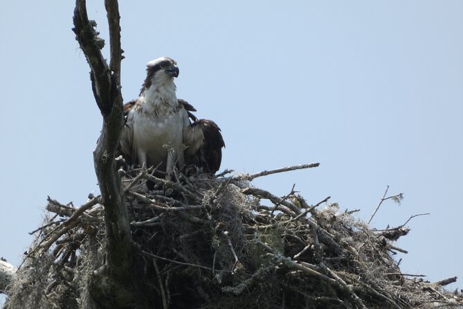 Small Group Scenic Wekiva River Kayak Tour near Orlando - Practical Tips for a Successful Kayaking Experience