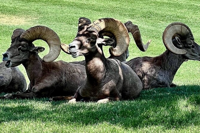 Small Group Seven Magic Mountains, Hoover Dam VIP Experience Tour - Wildlife Viewing at Hemenway Park