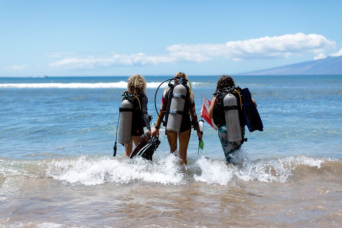 Small-Group Shark and Turtle Dive for Certified Divers - Key Points