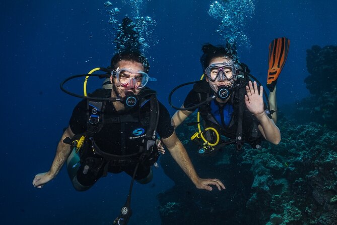 Small-Group Shark and Turtle Dive for Certified Divers - The Marine Life: Sharks and Turtles Up Close