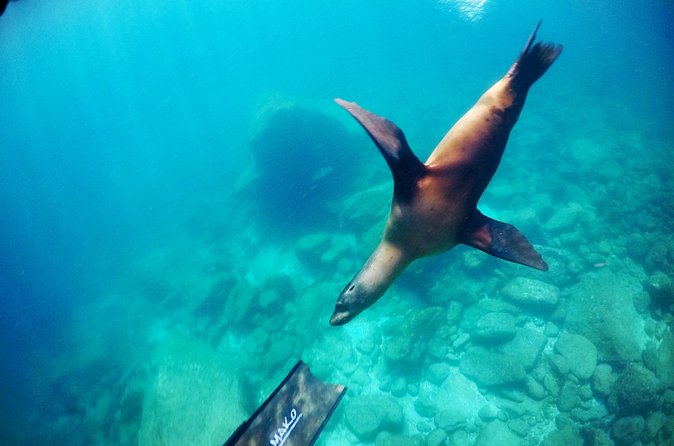 Small Group Snorkeling and Swim with Whale Sharks & Sea Lions in La Paz - All-Inclusive Snorkeling Equipment and Underwater Photos