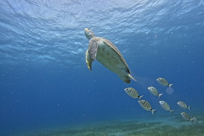 Small Group Snorkeling in Abades Bay with Licensed Guide - Discover the Calm Waters of Abades Bay for Snorkeling