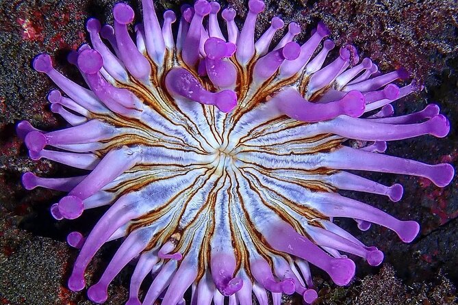Small Group Snorkeling in Abades Bay with Licensed Guide - Abades Bay: A Quiet Haven for Marine Exploration