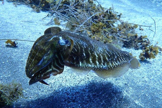 Small Group Snorkeling in Abades Bay with Licensed Guide - Pricing, Booking, and Cancellation Policies