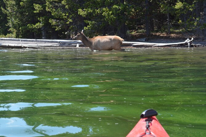 Small-Group Sunset Kayaking Tour on Lake Yellowstone - Highly Praised Guides and Scenic Views