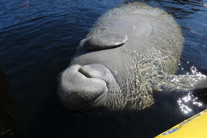 Small Group Sunset Paddle Among Manatees near Orlando - The Scenic Itinerary: From Check-in to Sunset