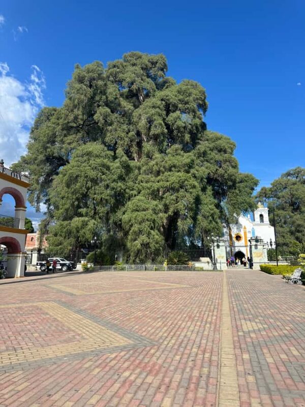 Small group tour: Hierve el Agua, Mezcal, Textiles, and the Tule tree - Marvel at Hierve el Agua’s Natural Pools and Waterfalls