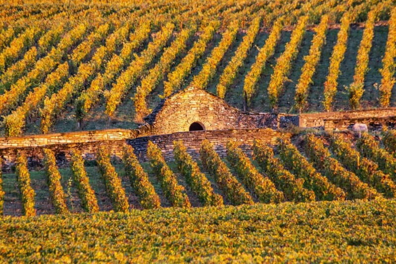 Small group tour Morning in Côte de Beaune - An Intimate Introduction to Burgundy’s Vineyards