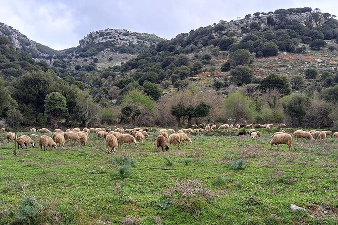 Small Group Tour to Knossos Palace Lasithi Plateau & Olive Mill - Sampling the Cuisine in Ano Kera