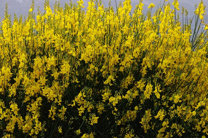 Small Group Tour to Knossos Palace Lasithi Plateau & Olive Mill - Visiting the World-Famous Knossos Palace