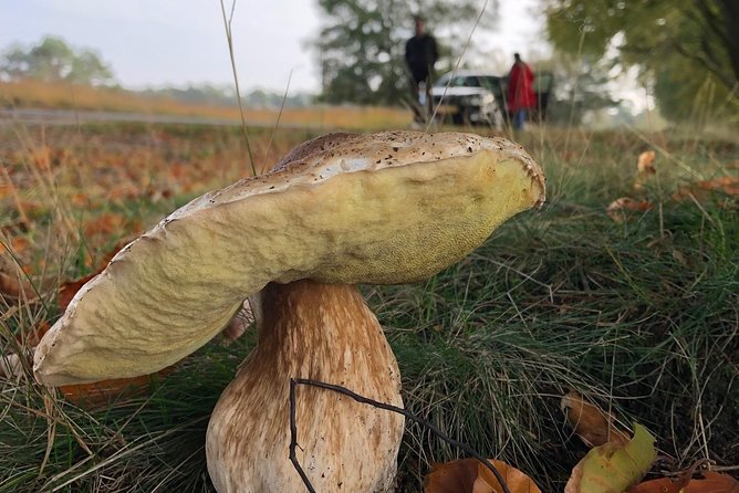Small Group Tour to NP Hoge Veluwe (van Gogh) from Amsterdam - Visiting Jachthuis Sint Hubertus: Architecture and Art in Nature