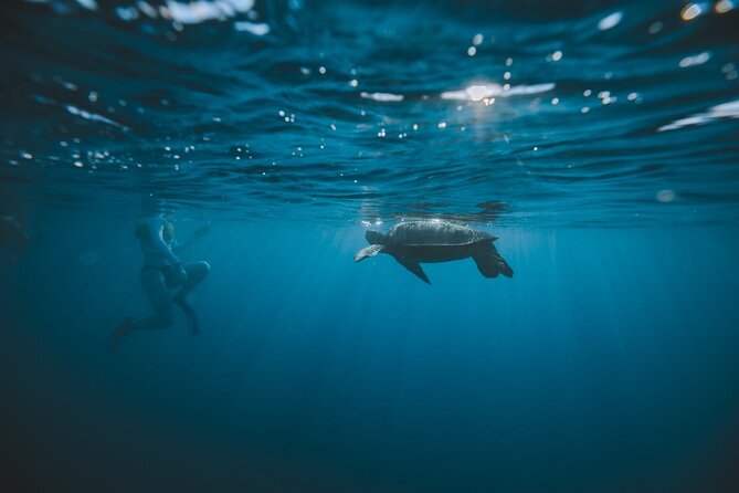 Small Group Turtle Canyon Snorkel in Waikiki - What Is Included and What to Bring