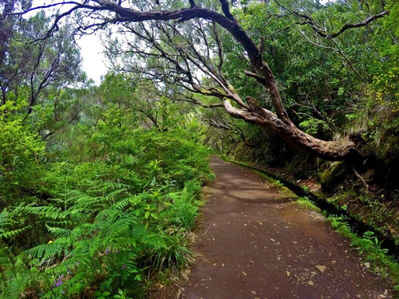 Small Group Walks Rabaçal 25 Fontes - The Scenic Highlights of the 25 Fontes Lagoon