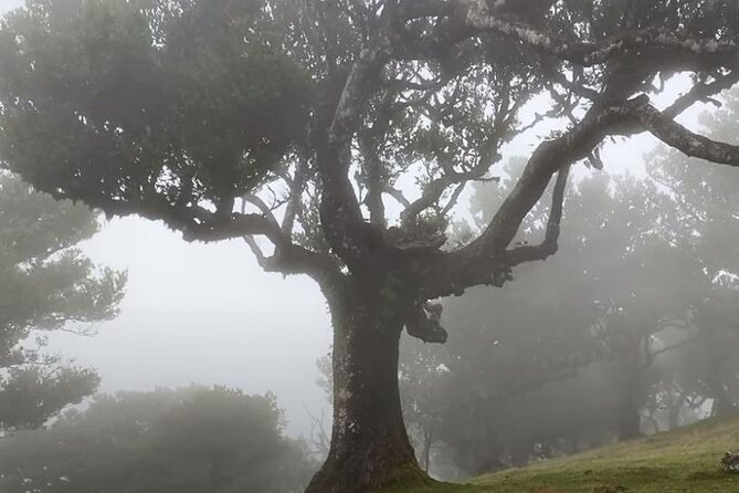 Small Group West Tour Waterfalls & Fanal Forest Tour - Ribeira Brava and Its Historic Mother Church